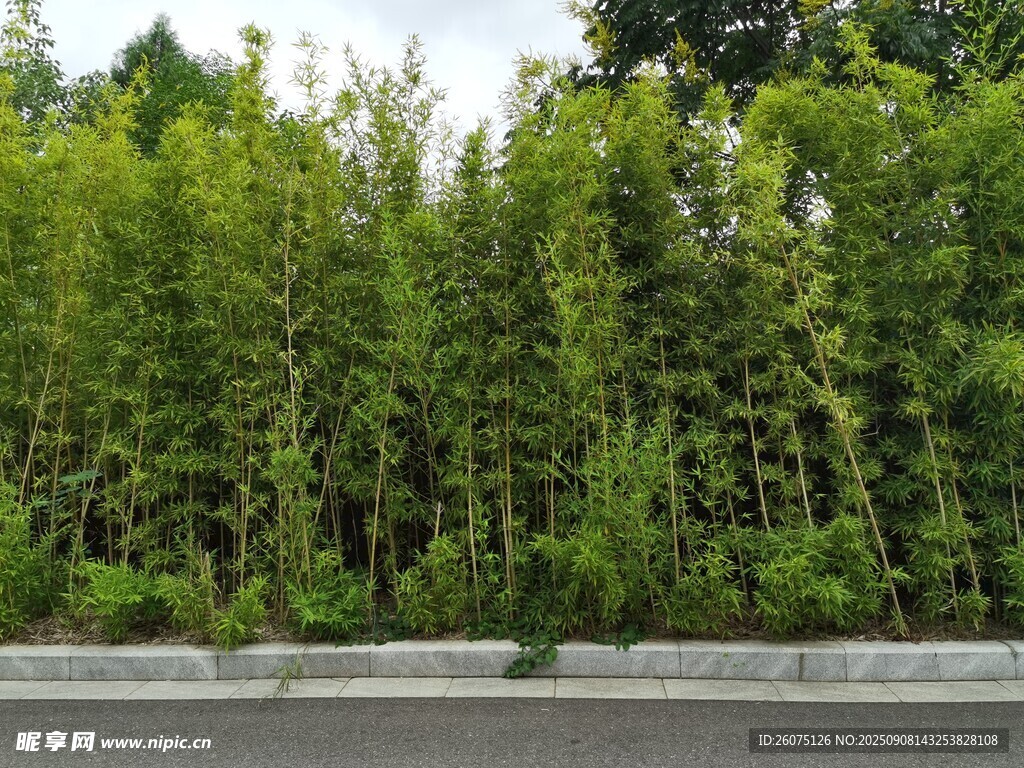 路边翠绿竹林景观