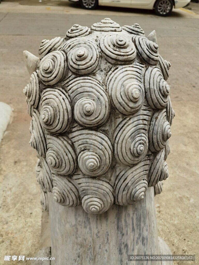 石狮子头部背面螺状特写
