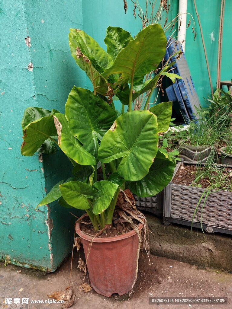 盆栽绿植置于门前角落