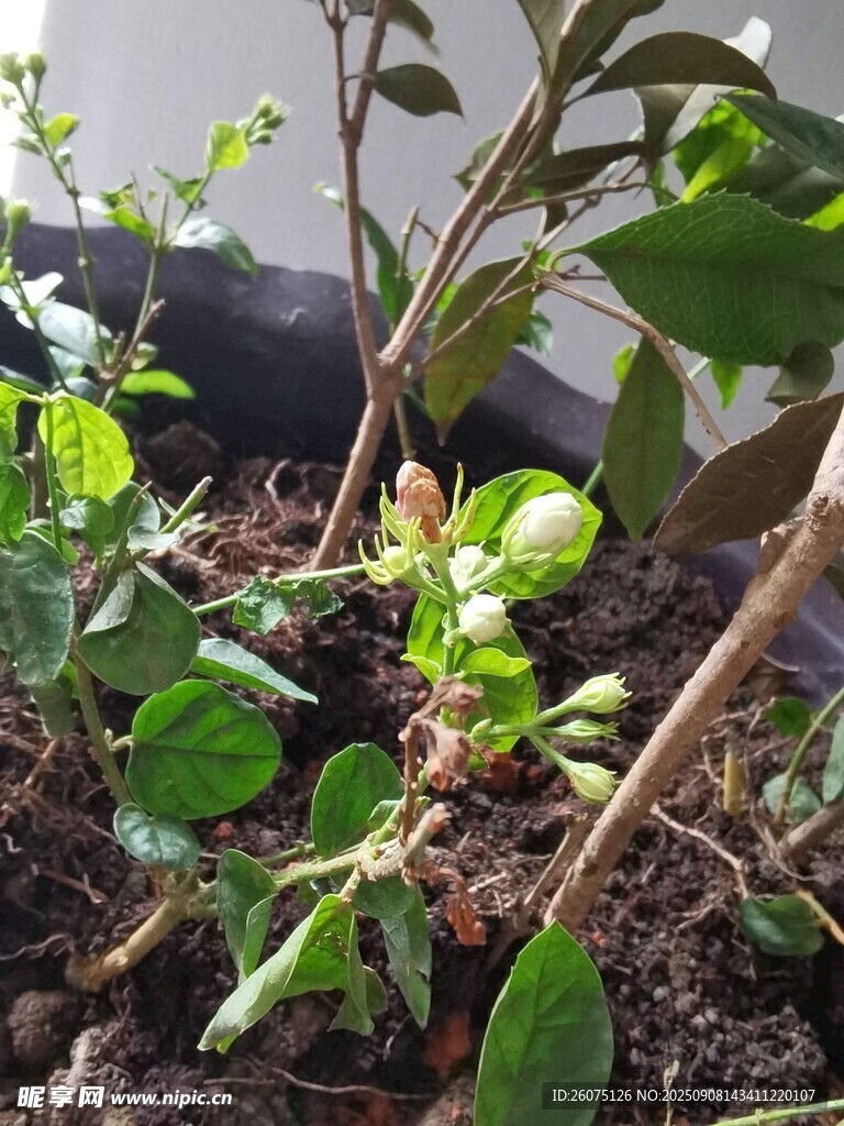 盆栽茉莉花生长状态展示