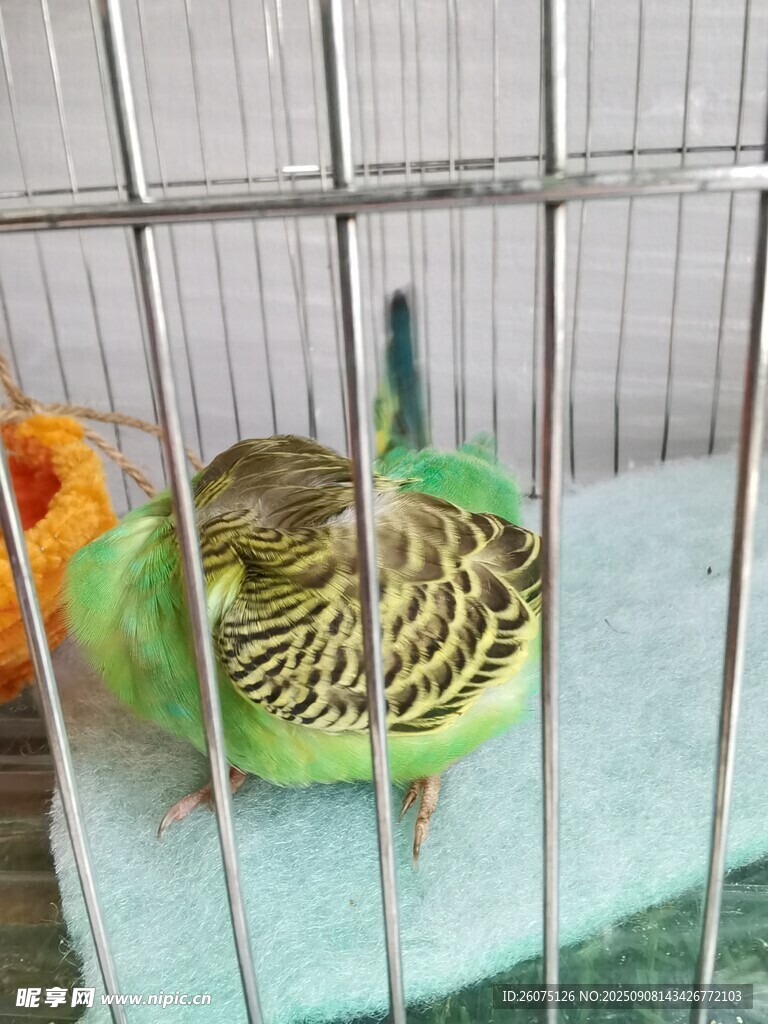 笼中小鹦鹉