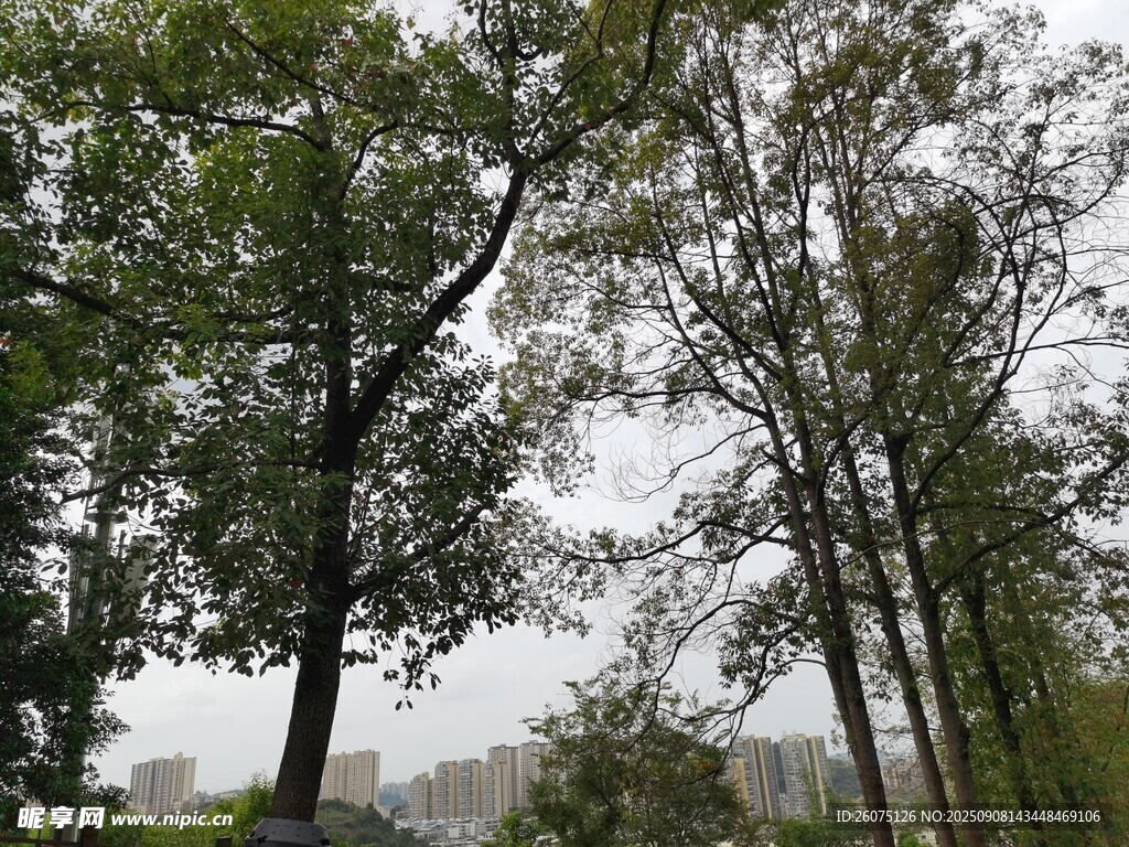 林间树木自然清新景致