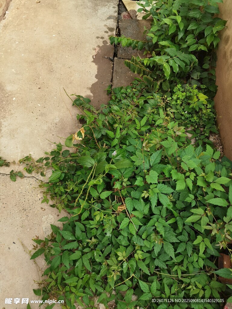 墙角生长的翠绿藤蔓植物