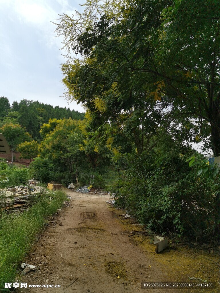 废弃泥泞小路绿意环绕