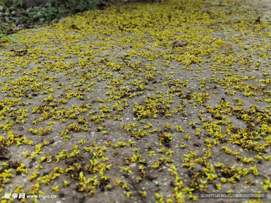满地金黄落花的美丽景象