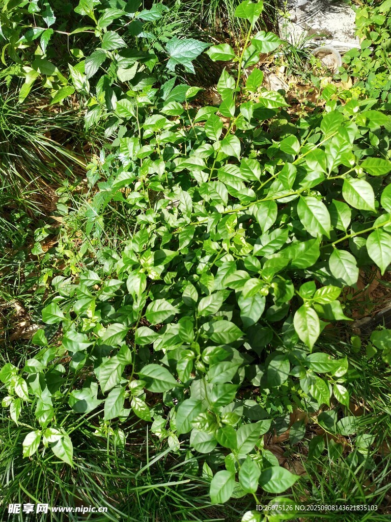 翠绿繁茂的三角梅枝叶