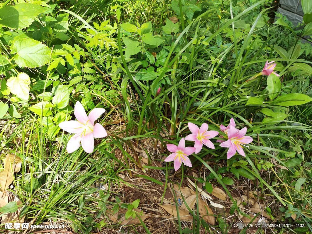 草丛中的粉色小花