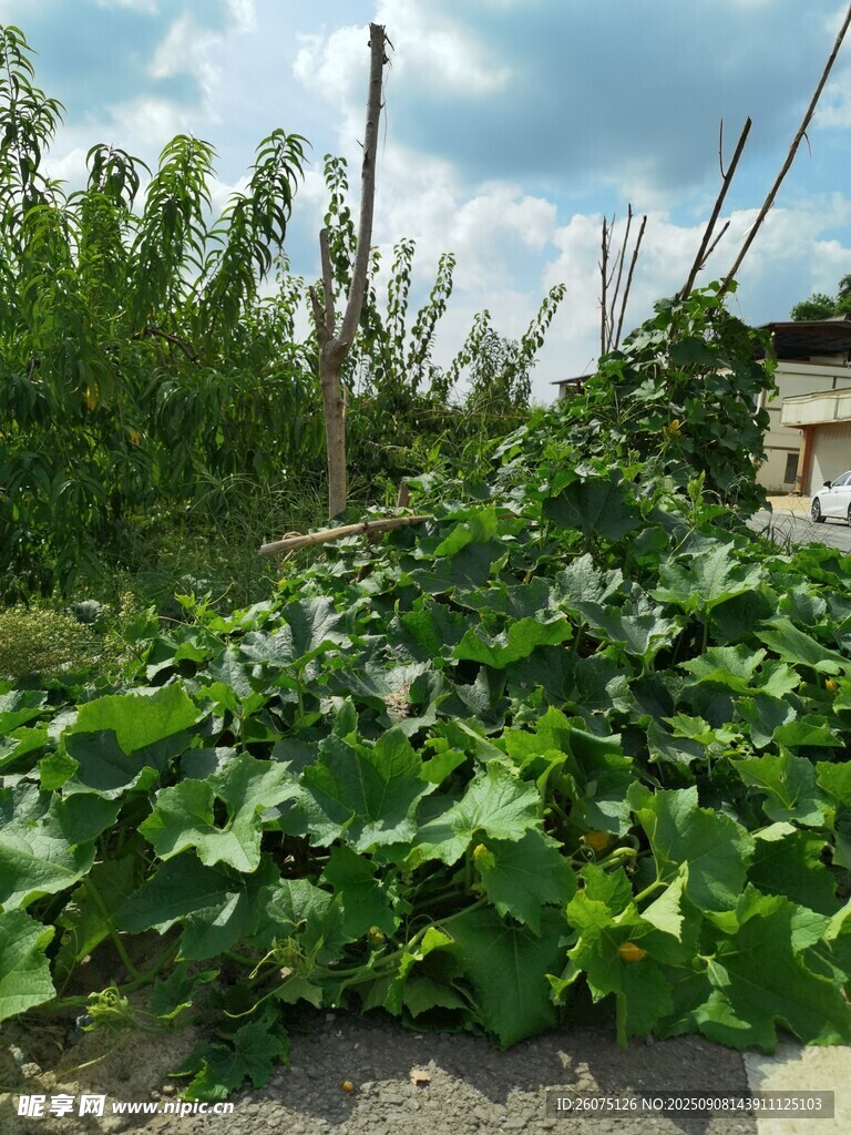 绿意盎然的菜园景象