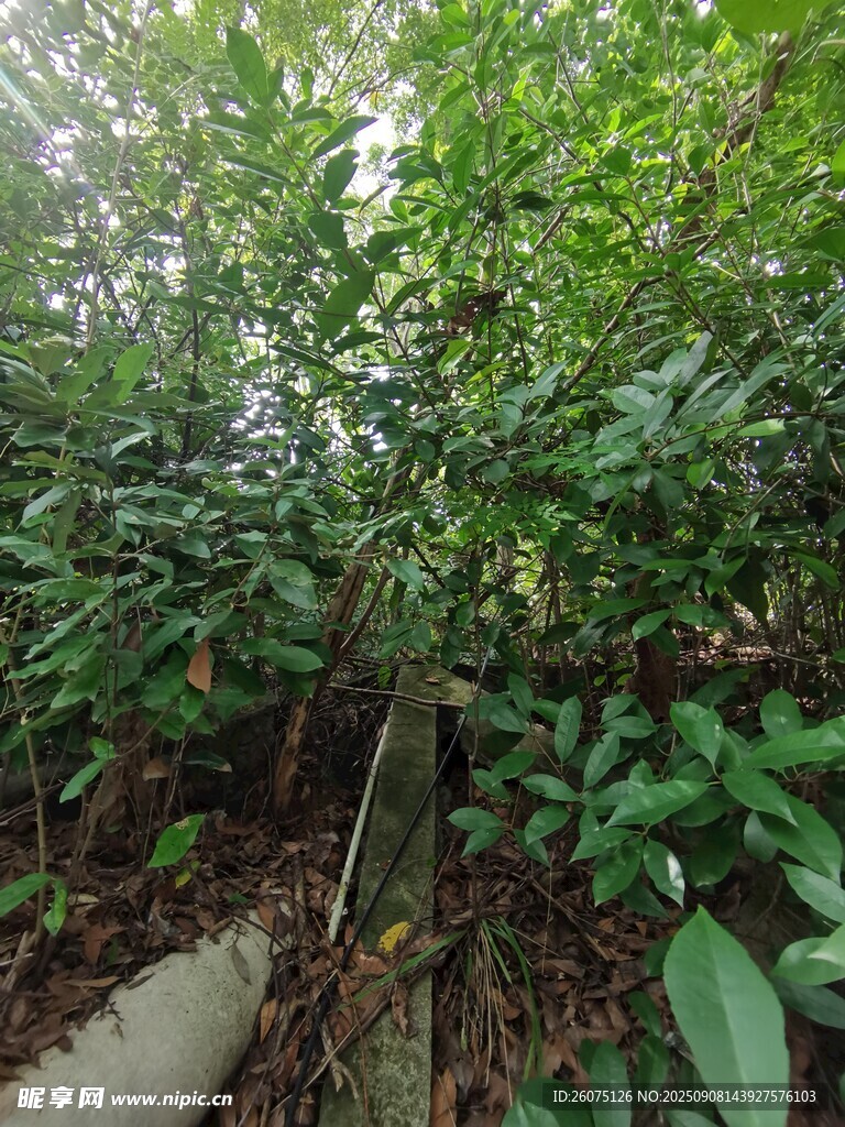 繁茂绿植景观