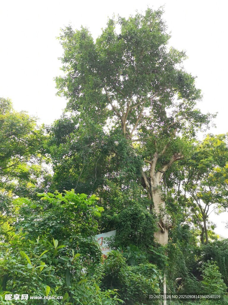 茂密丛林中的高大树木