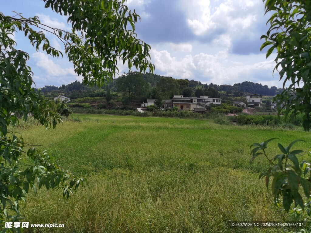 田野风光绿意盎然的乡村