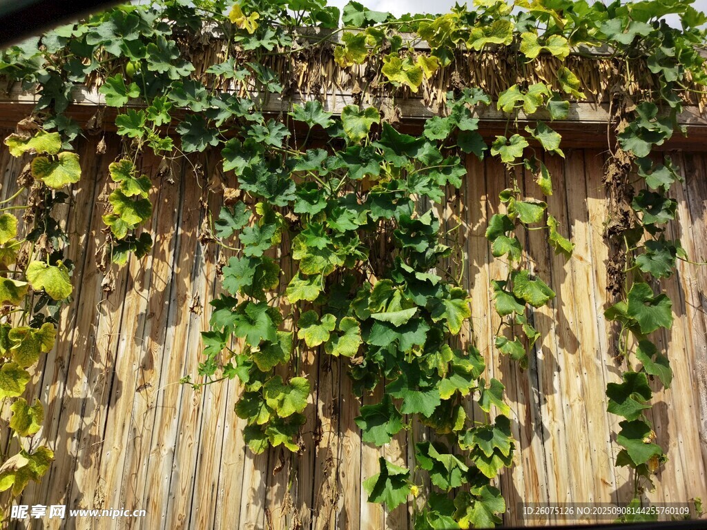 木栅栏上的翠绿藤蔓