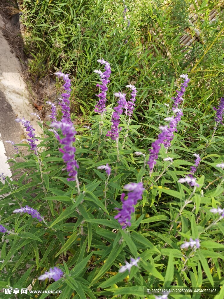 紫色花丛绽放于绿意间