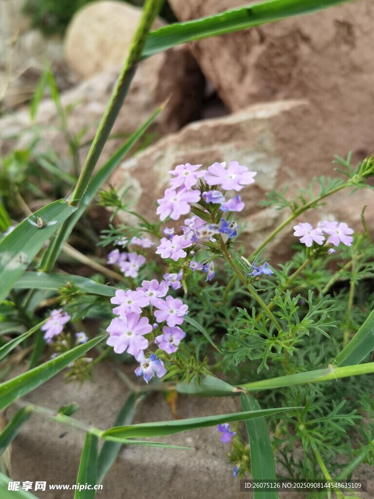 石缝间的淡紫色小花