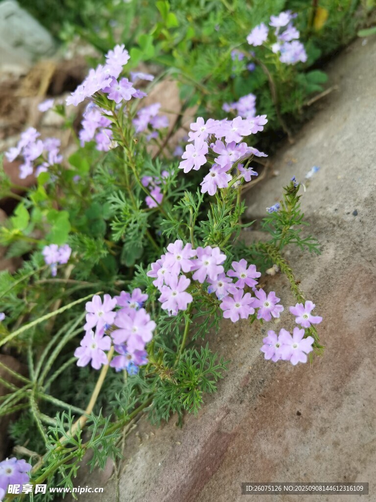 紫色小花绽放于石旁