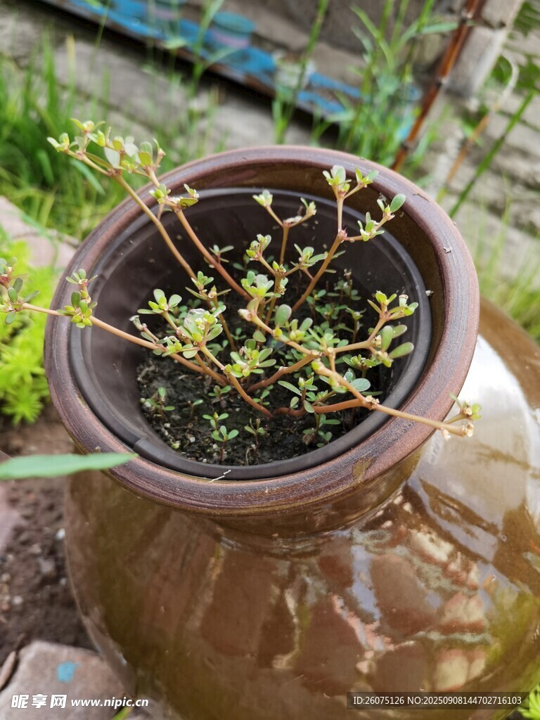 陶盆中的嫩绿植物