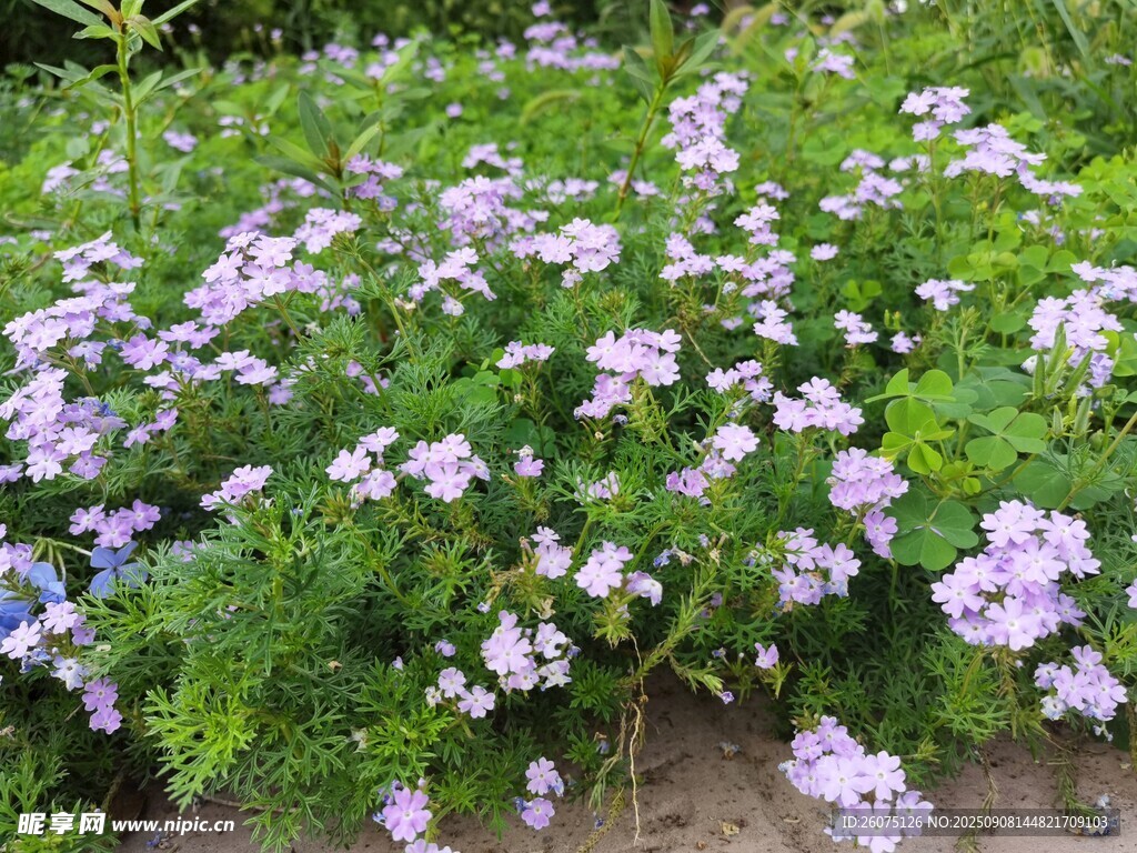 紫色小花丛生机盎然