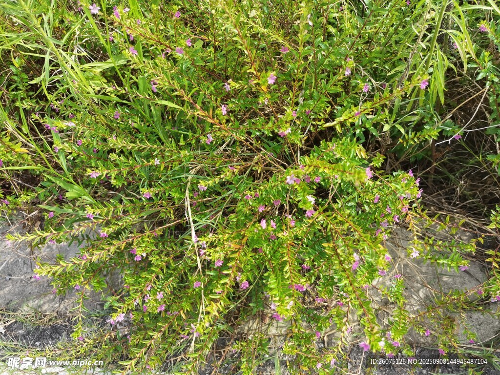 茂密绿植特写