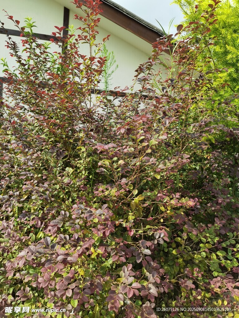 庭院中繁茂的多彩灌木