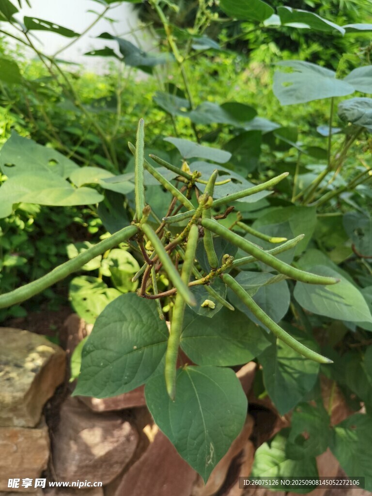 带刺绿豆植株特写