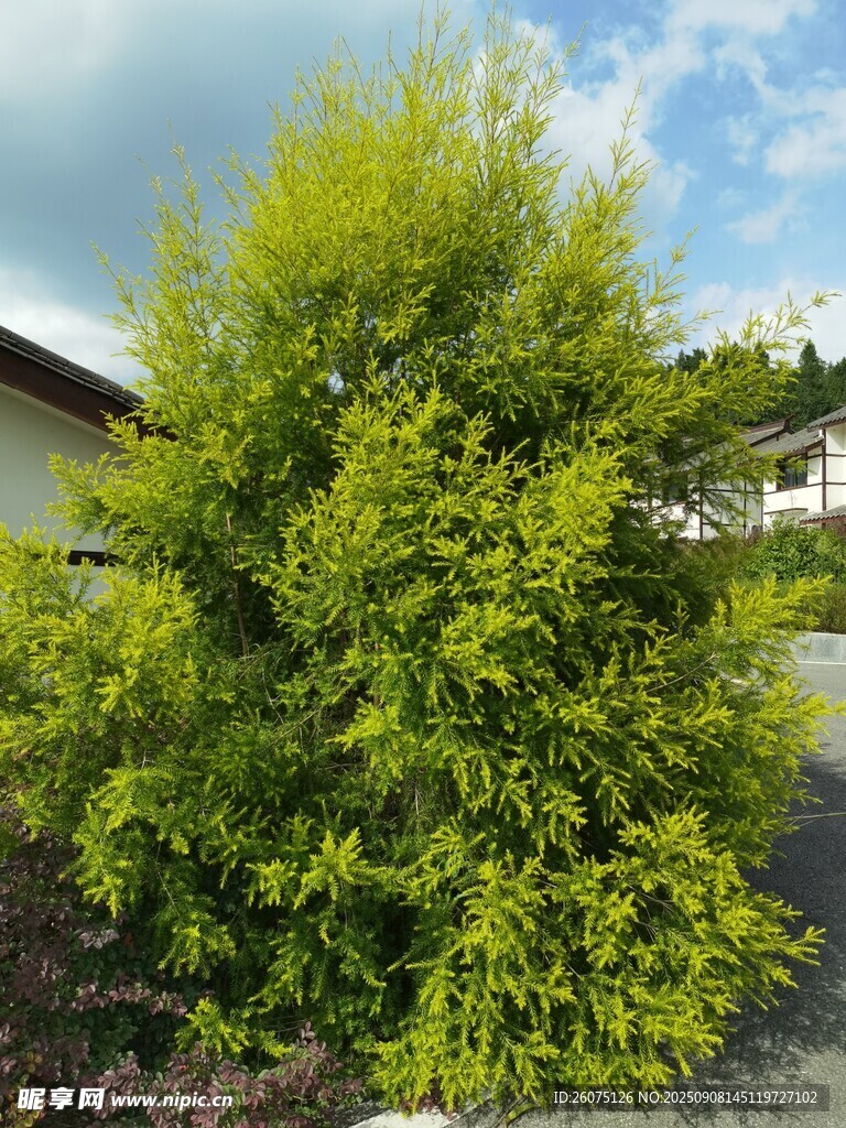 翠绿灌木生机盎然