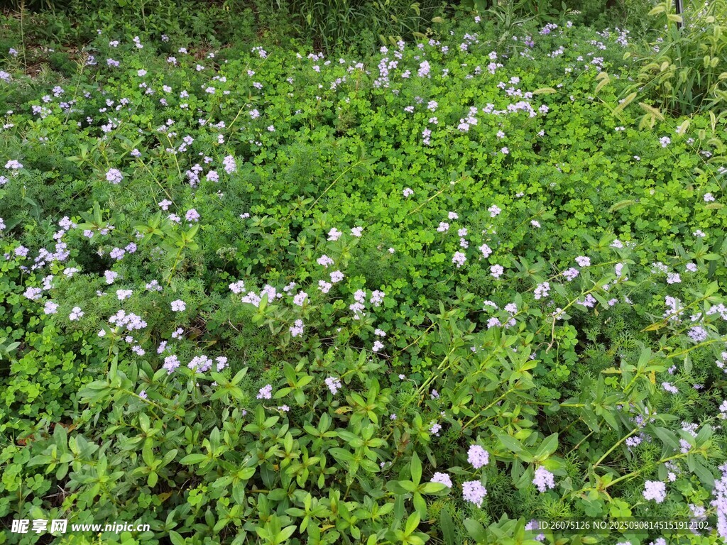 绿草间点缀白色小花
