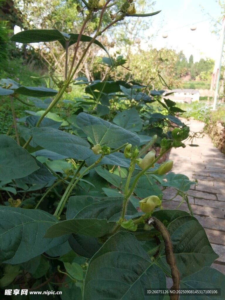 绿叶繁茂的绿豆景观
