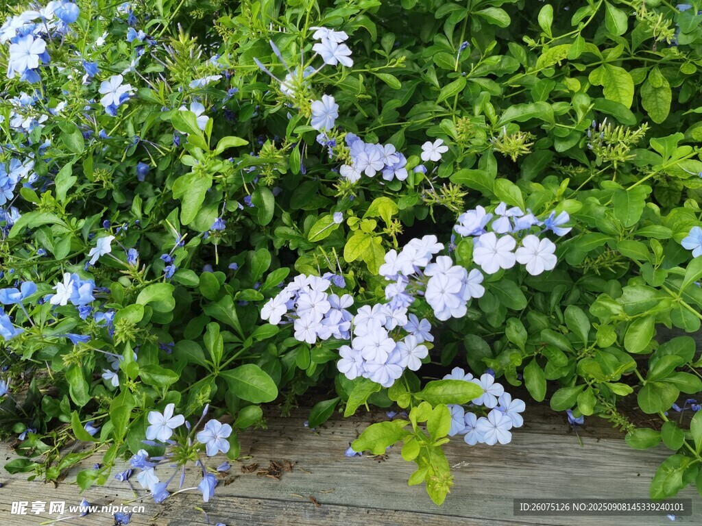 蓝花绿叶植物清新景象