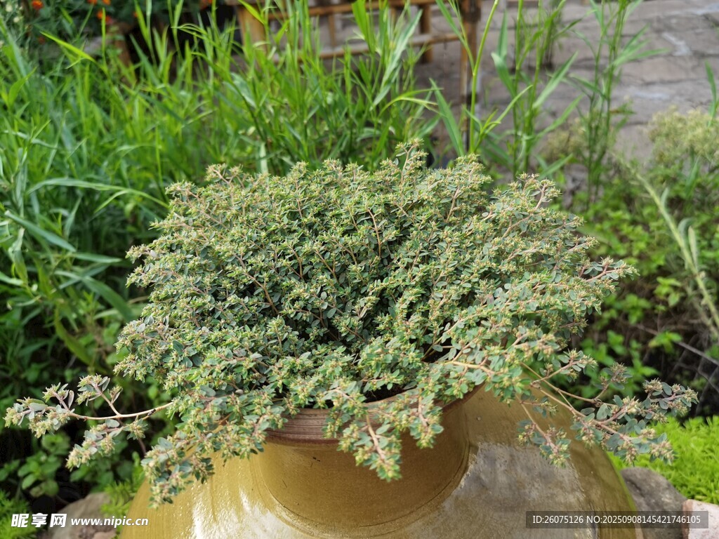 盆栽绿植尽显自然生机