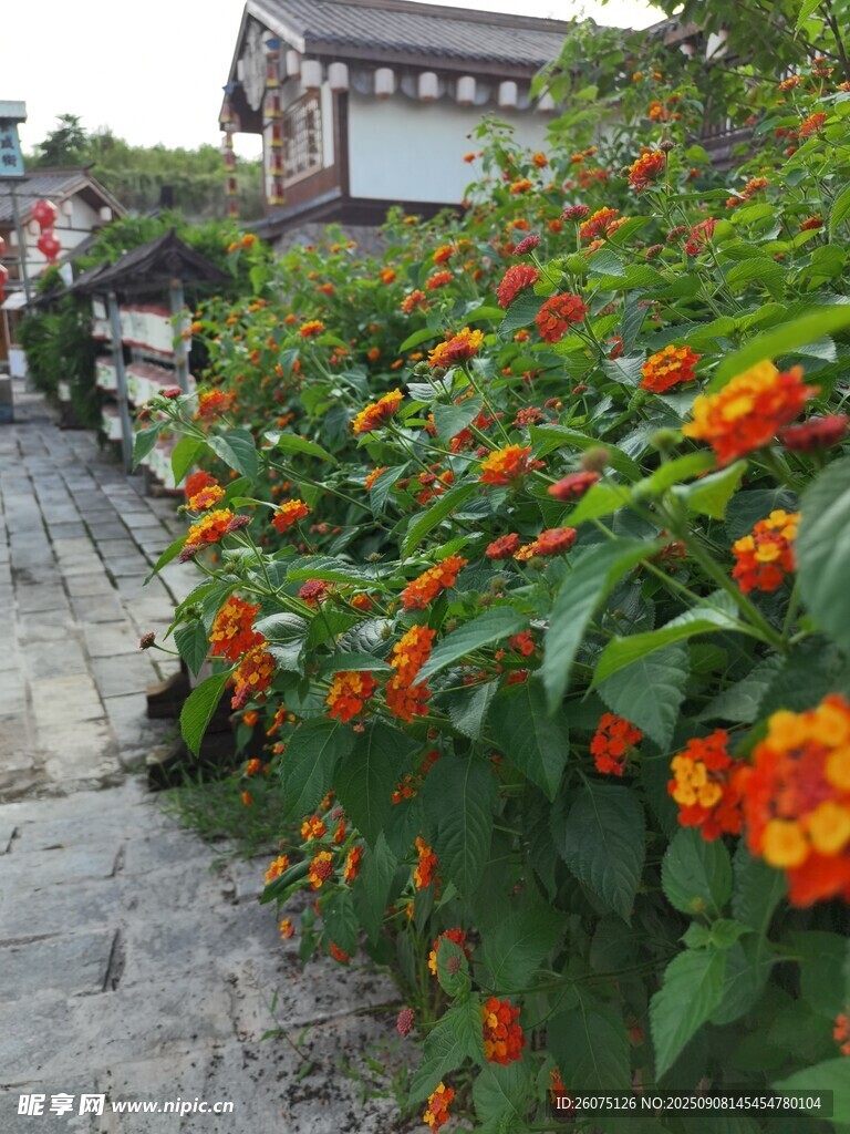 小径旁绚烂绽放的花卉