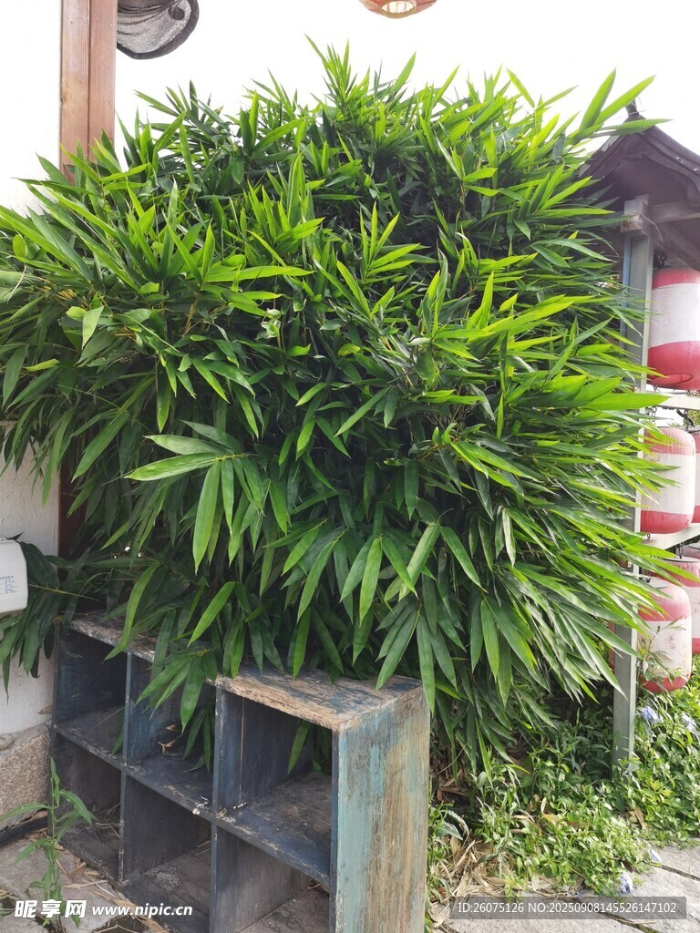 茂盛绿植装点户外角落