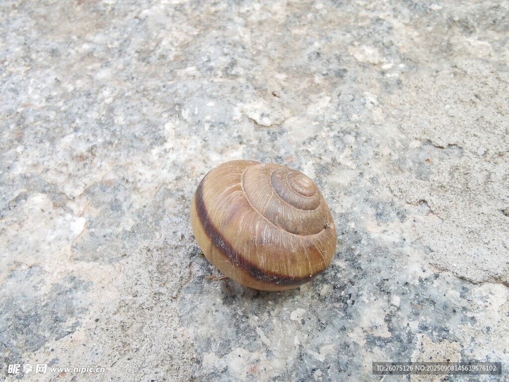 石面上的棕色蜗牛