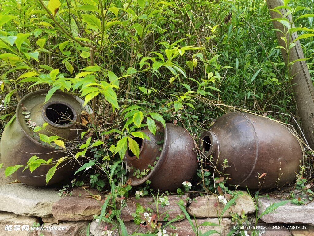 古朴陶罐被绿植环绕