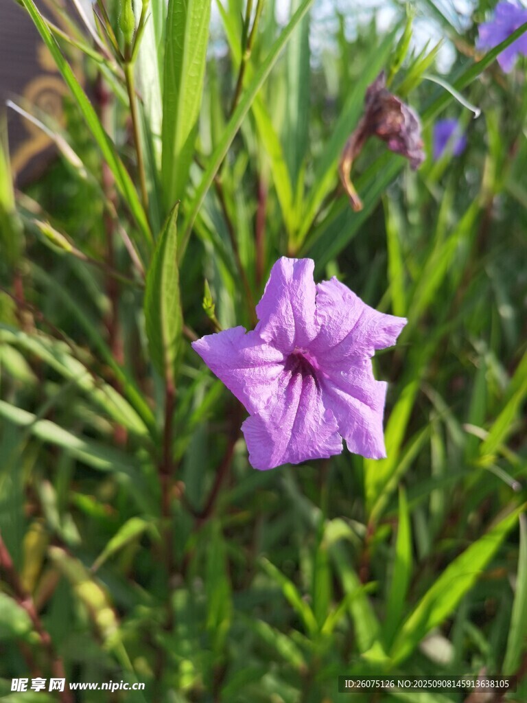 紫色小花绽放于草丛中