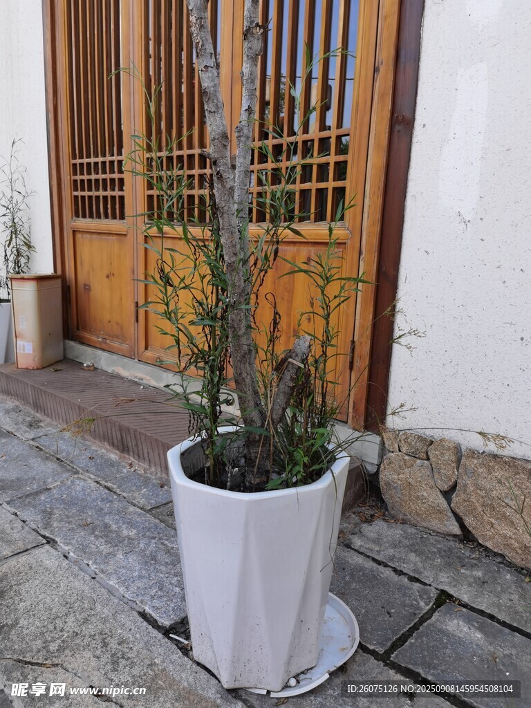 中式木门前白色花盆中的绿植
