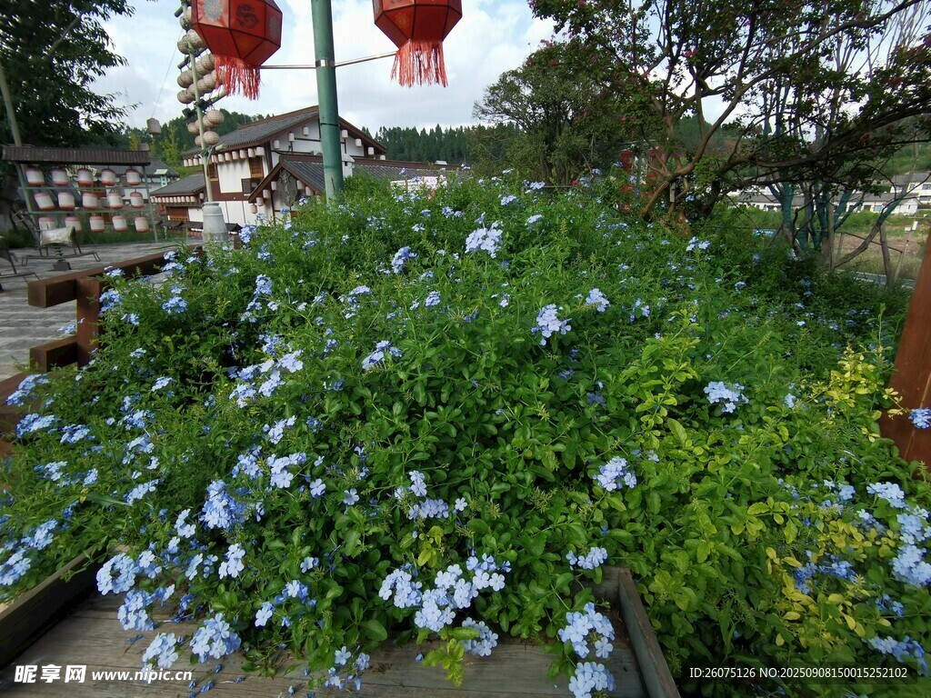 庭院蓝花绿植与红灯笼
