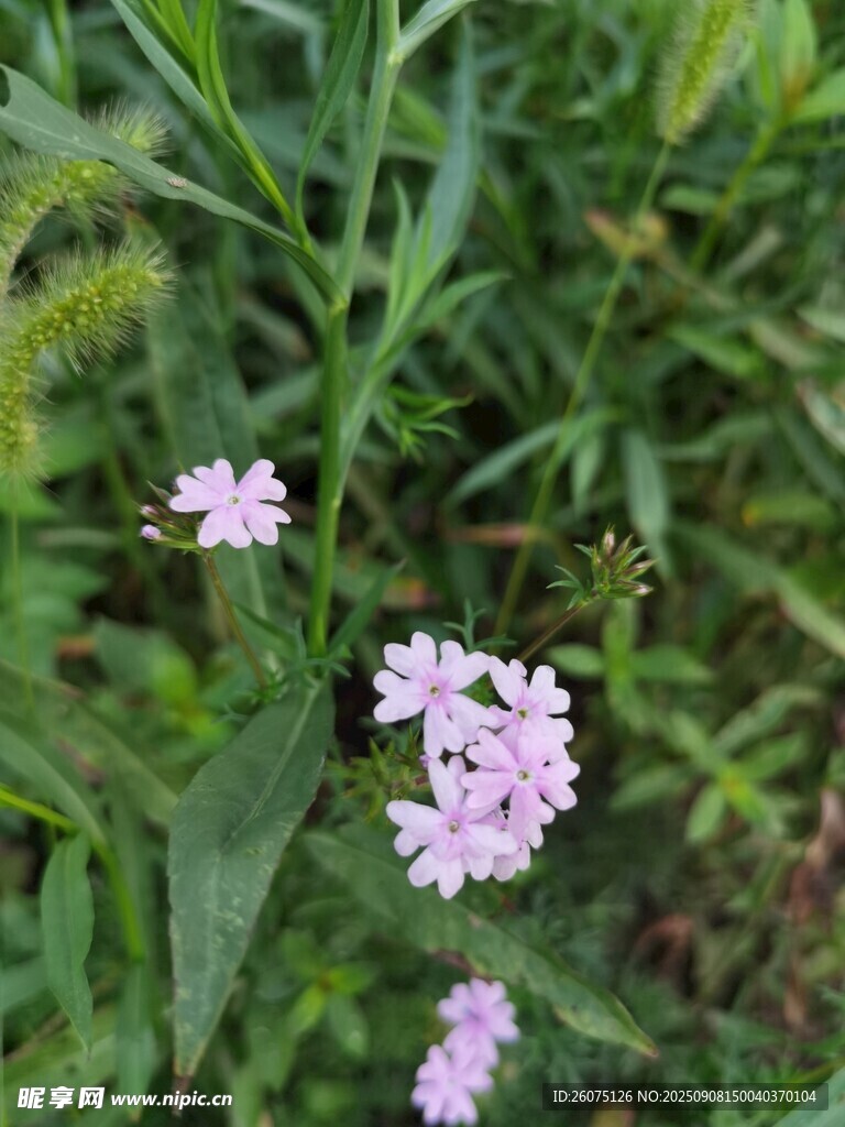 绿叶间的粉嫩小花