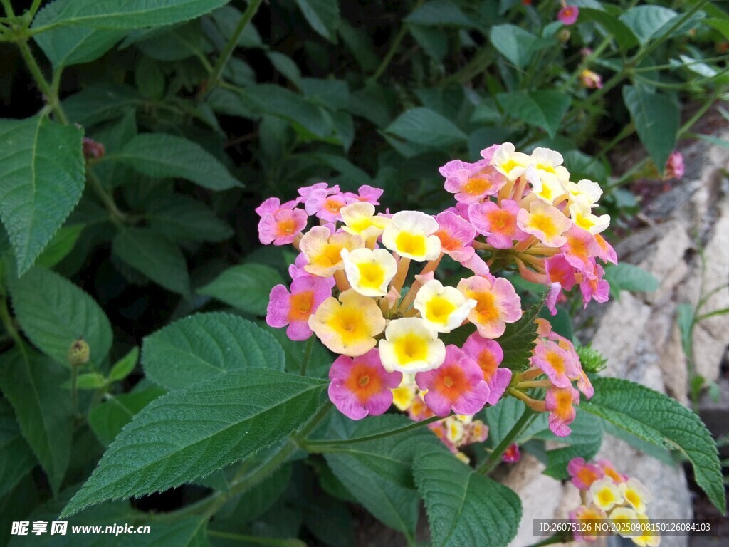 多彩马缨丹绽放