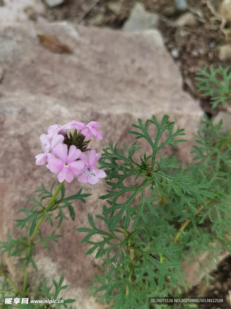岩石旁绽放的粉色小花