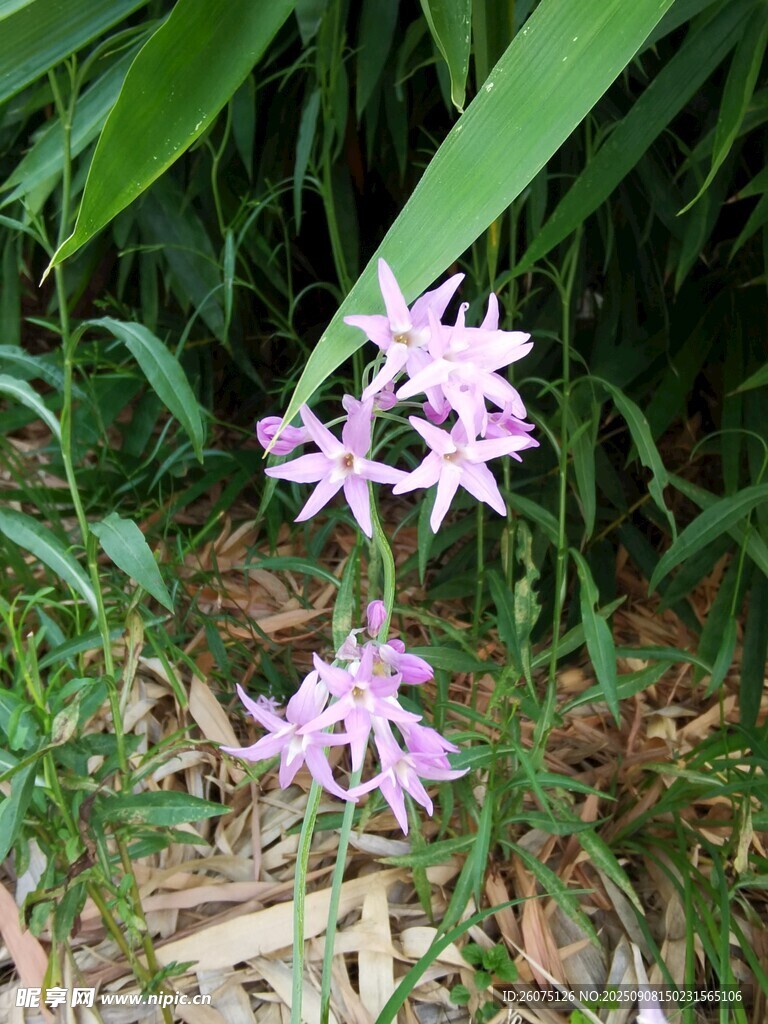 草丛中的美丽粉色兰花