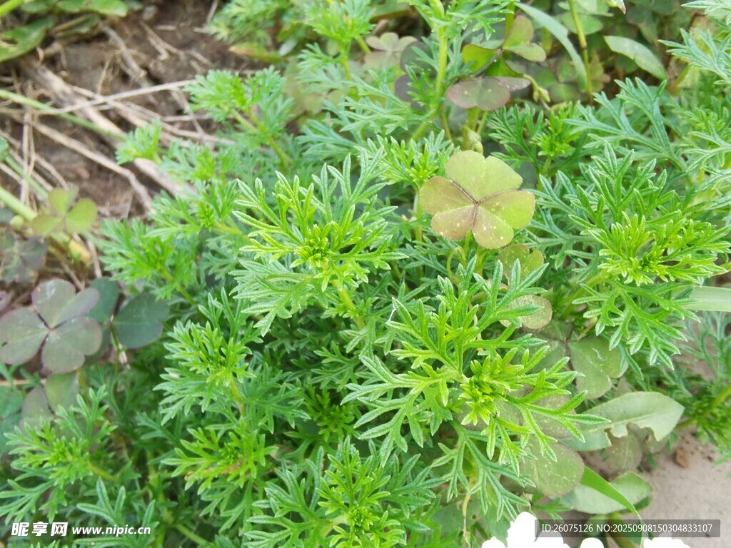 绿色植物特写