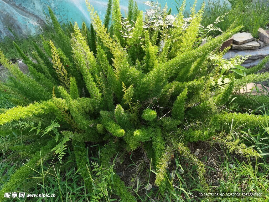 翠绿蕨类狐尾天门冬生机盎然