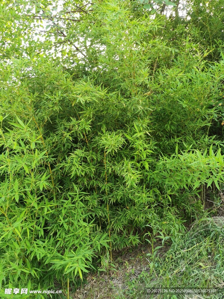 翠绿繁茂的蓬勃竹林景观