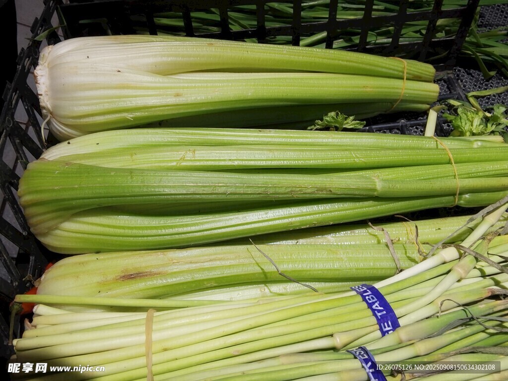 新鲜西芹待售