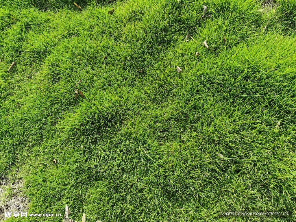 翠绿草坪景观
