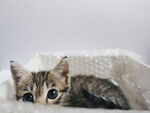 可爱小猫咪慵懒趴卧