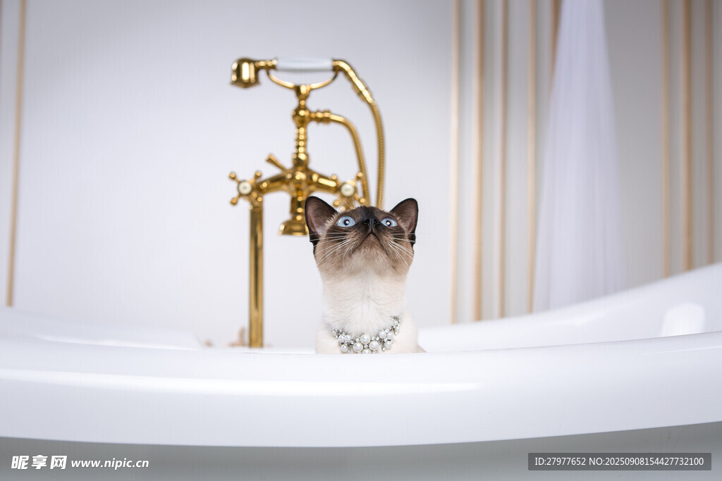 猫咪在浴缸玩金色水龙头
