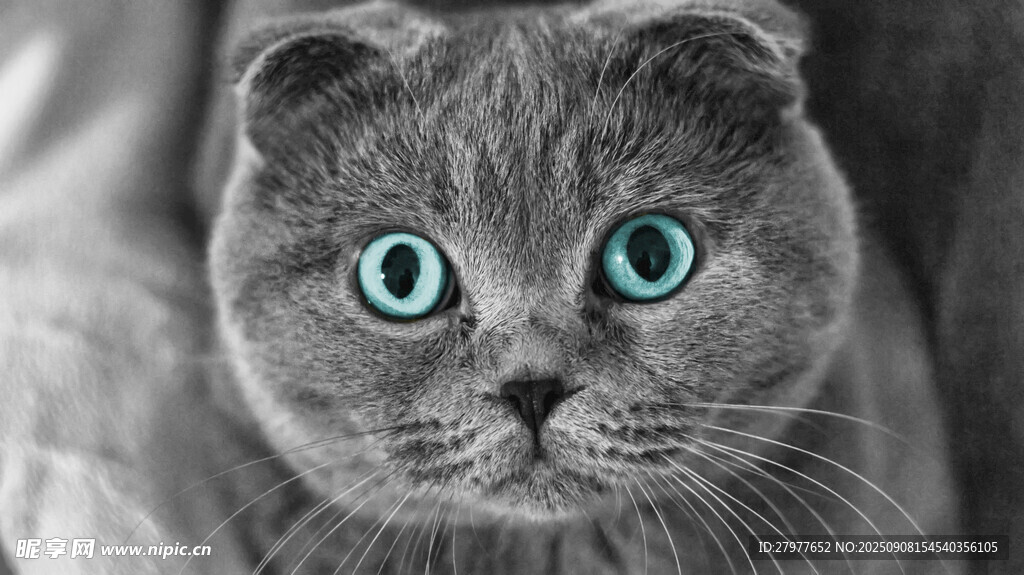 蓝眼萌猫特写