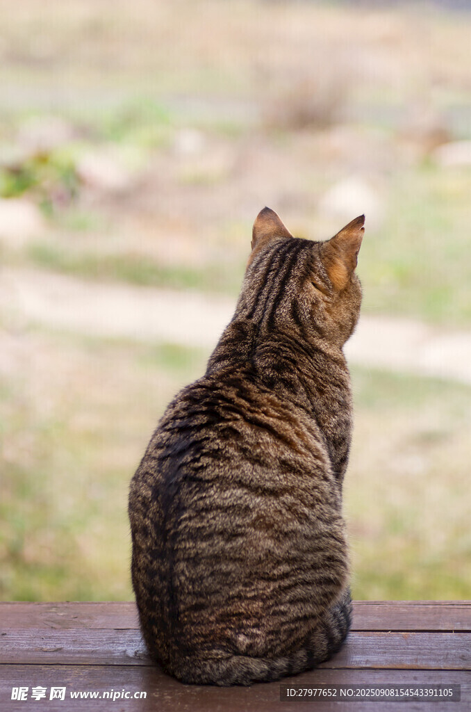独坐木台的斑纹猫咪
