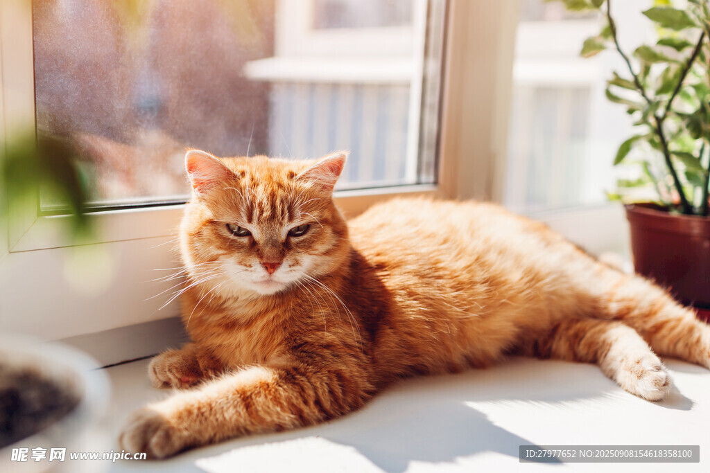 窗边橘猫惬意晒太阳